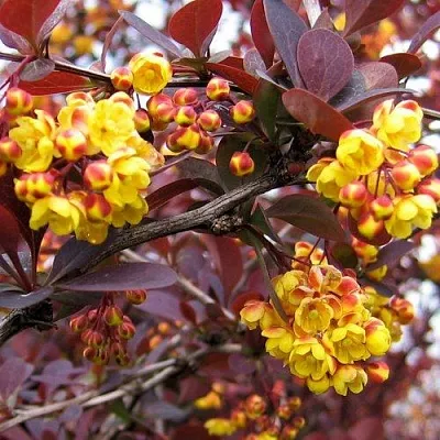 Барбарис СУПЕРБА оттавский   Барбарис СУПЕРБА оттавский  в Ульяновске