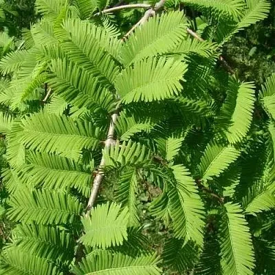 Метасеквойя  ГЛИПТОСТРОБОИДНАЯ   Метасеквойя  ГЛИПТОСТРОБОИДНАЯ  в Ульяновске