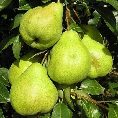 Груша АВГУСТОВСКАЯ РОСА  Груша АВГУСТОВСКАЯ РОСА в Ульяновске