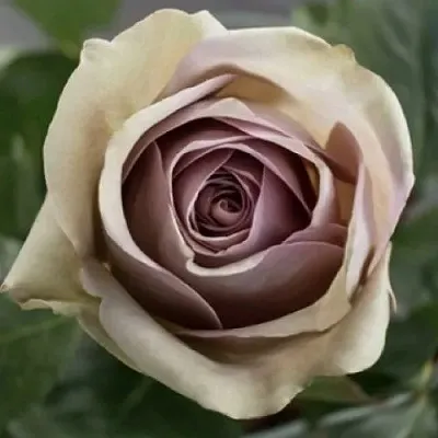 Саженцы роз АМНЕЗИЯ чайно-гибридная  Саженцы роз АМНЕЗИЯ чайно-гибридная в Ульяновске