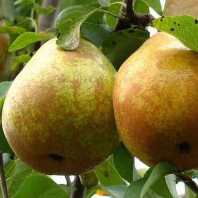 Груша БЕЛОРУСКА  Груша БЕЛОРУСКА в Ульяновске