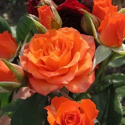 Саженцы роз АЛЕГРИЯ спрей  Саженцы роз АЛЕГРИЯ спрей в Ульяновске