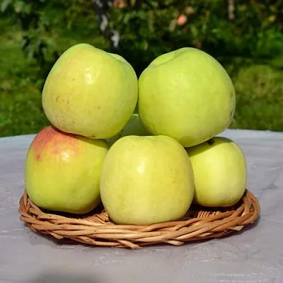 Яблоня БИРСКОЕ ГРУШЕВОЕ (БИЧИК) в Ульяновске