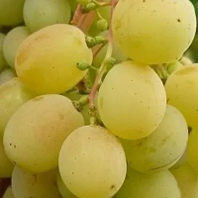Виноград ТАЛИСМАН в Ульяновске