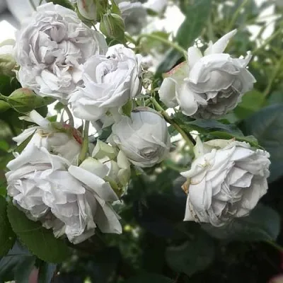 Саженцы роз ГРИЗЕЛИС шраб  Саженцы роз ГРИЗЕЛИС шраб в Ульяновске