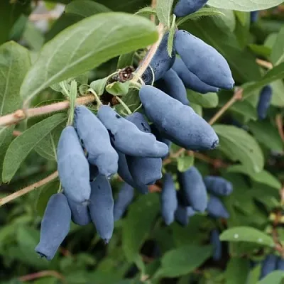 Жимолость съедобная ТОМИ японская  Жимолость съедобная ТОМИ японская в Ульяновске