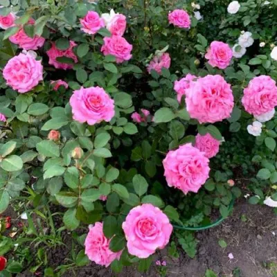 Саженцы роз ЭШЛИ чайно-гибридная — описание сорта Саженцы роз ЭШЛИ чайно-гибридная в Ульяновске