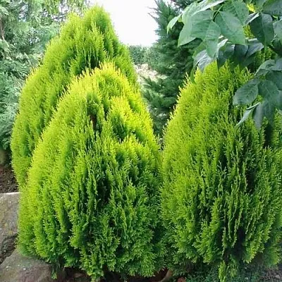 Туя восточная  Туя восточная в Ульяновске