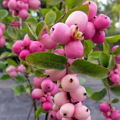 Снежноягодник ФИЕСТА БЕРРИ доренбоза  Снежноягодник ФИЕСТА БЕРРИ доренбоза в Ульяновске