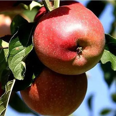 Яблоня АНТЕЙ КИЕВСКИЙ колонновидная  Яблоня АНТЕЙ КИЕВСКИЙ колонновидная в Ульяновске