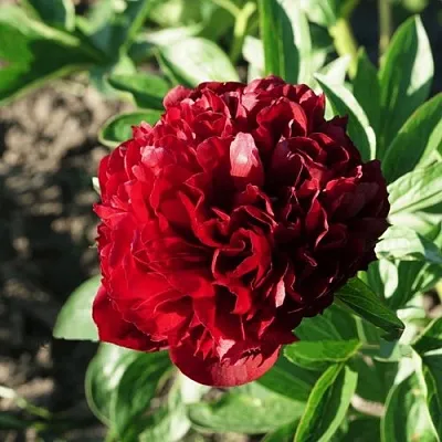 Пион ЧЕРРИ ХИЛЛ травянистый  Пион ЧЕРРИ ХИЛЛ травянистый в Ульяновске