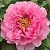 Пион РОЗОВЫЙ ЛОТОС древовидный в Ульяновске