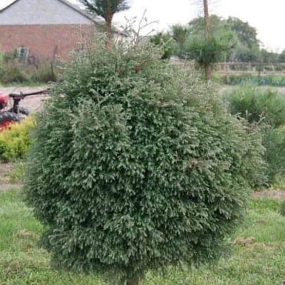 Туя вересковидная  Туя вересковидная в Ульяновске