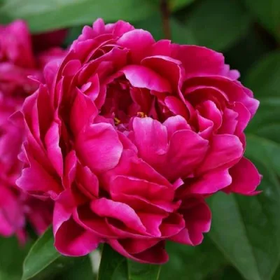 Пион ЛУИ ВАН-ГУТТ травянистый — описание сорта Пион ЛУИ ВАН-ГУТТ травянистый в Ульяновске