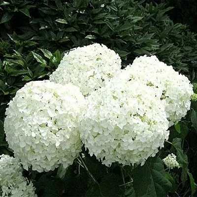 Гортензия АННАБЕЛЬ древовидная  Гортензия АННАБЕЛЬ древовидная в Ульяновске