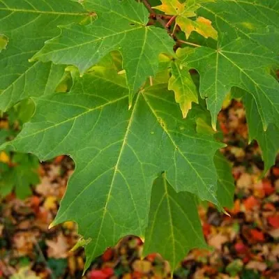 Клен сахарный  Клен сахарный в Ульяновске