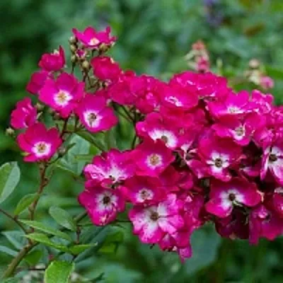 Саженцы роз МАРДЖОРИ ФЕЙР полиантовая  Саженцы роз МАРДЖОРИ ФЕЙР полиантовая в Ульяновске