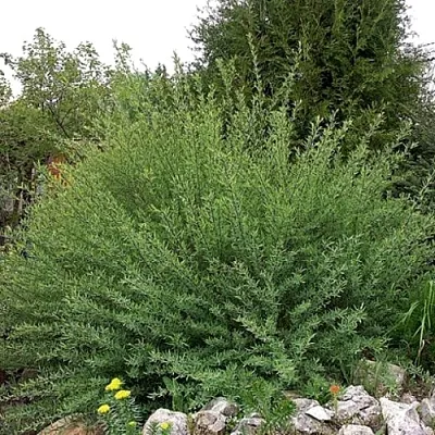 Ива НАНА  пурпурная   Ива НАНА  пурпурная  в Ульяновске