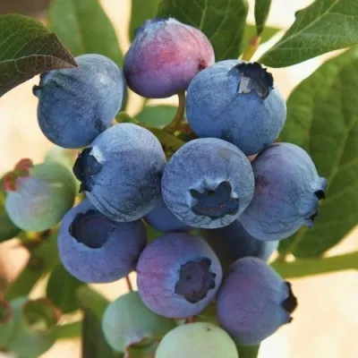 Голубика ОСОРНО — описание сорта Голубика ОСОРНО в Ульяновске