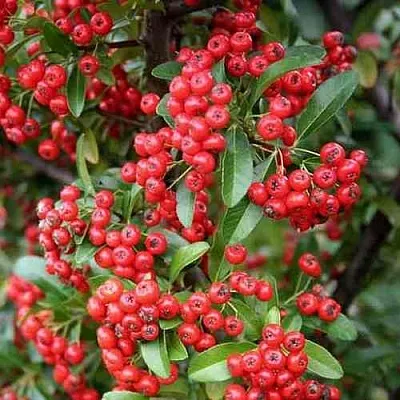 Пираканта РЕД КУИШОН  Пираканта РЕД КУИШОН в Ульяновске