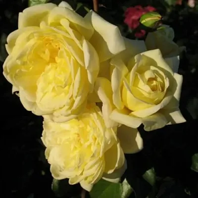 Саженцы роз КАЗИНО плетистая  Саженцы роз КАЗИНО плетистая в Ульяновске