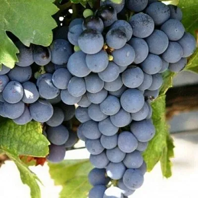 Виноград ЧЕСУРАН  Виноград ЧЕСУРАН в Ульяновске