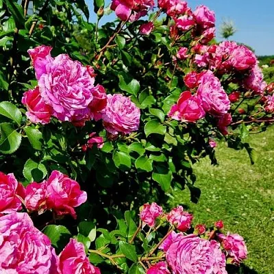 Саженцы роз ИНЕС САСТР плетистая  Саженцы роз ИНЕС САСТР плетистая в Ульяновске