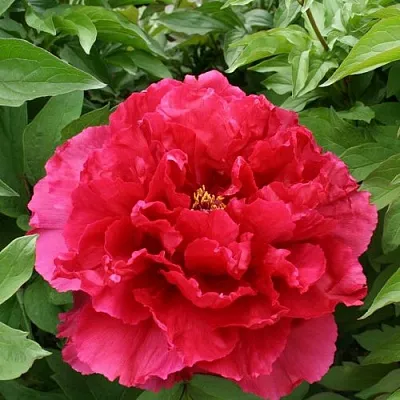 Пион АРОМАТНОЕ ВОСПОМИНАНИЕ древовидный  Пион АРОМАТНОЕ ВОСПОМИНАНИЕ древовидный в Ульяновске