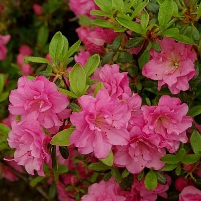 Азалия РОЗИНЕТТА японская  Азалия РОЗИНЕТТА японская в Ульяновске