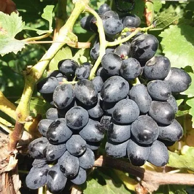 Виноград КИШМИШ АТТИКА  Виноград КИШМИШ АТТИКА в Ульяновске