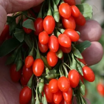 Годжи КОРЕАН БИГ — описание сорта Годжи КОРЕАН БИГ в Ульяновске