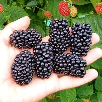 Ежевика ОУАЧИТА бесшипная — описание сорта Ежевика ОУАЧИТА бесшипная в Ульяновске