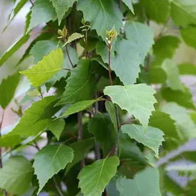 Береза ФАСТИГИАТА повислая   Береза ФАСТИГИАТА повислая  в Ульяновске