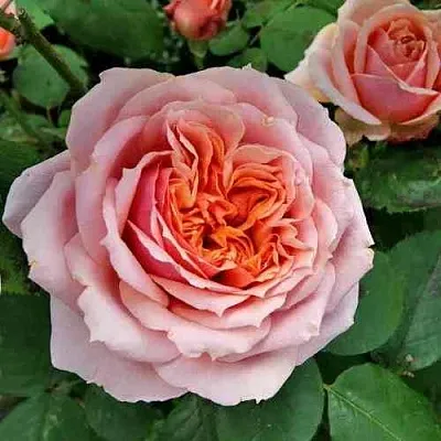 Саженцы роз ПОЛЬ БОКЮЗ шраб  Саженцы роз ПОЛЬ БОКЮЗ шраб в Ульяновске