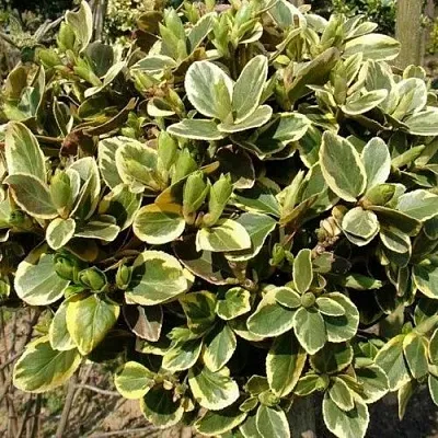 Бересклет КАНАДЕЙЛ ГОЛД   Бересклет КАНАДЕЙЛ ГОЛД  в Ульяновске