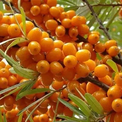 Облепиха ТРОФИМОВСКАЯ  Облепиха ТРОФИМОВСКАЯ в Ульяновске