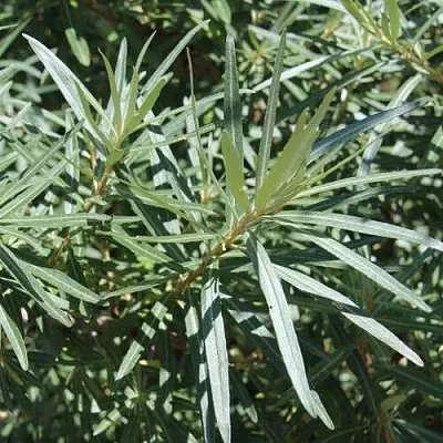 Облепиха ЛОРД (МУЖСКАЯ)  Облепиха ЛОРД (МУЖСКАЯ) в Ульяновске