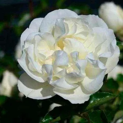 Саженцы роз ВАЙТ МЕЙДИЛАНД почвопокровная в Ульяновске