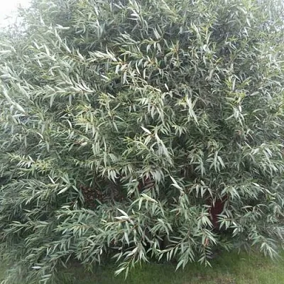 Ива СЕРЕБРИСТАЯ  Ива СЕРЕБРИСТАЯ в Ульяновске