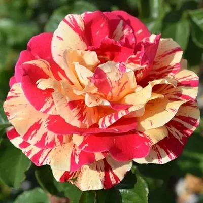 Саженцы роз ВАНИЛЛА ФРАЙЗ плетистая  Саженцы роз ВАНИЛЛА ФРАЙЗ плетистая в Ульяновске