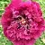 Пион ПУРПУРНЫЙ ОКЕАН древовидный в Ульяновске