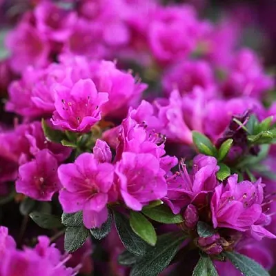 Азалия ХИРОКА японская  Азалия ХИРОКА японская в Ульяновске