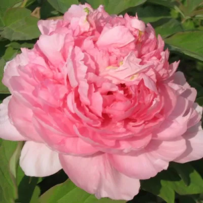 Пион ИМПЕРАТОРСКАЯ НАЛОЖНИЦА древовидный в Ульяновске