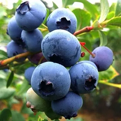 Голубика ДЮК  Голубика ДЮК в Ульяновске