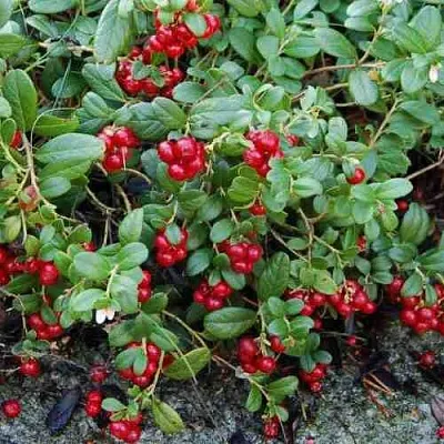 Брусника ЭРТЕЗЕГЕН  Брусника ЭРТЕЗЕГЕН в Ульяновске