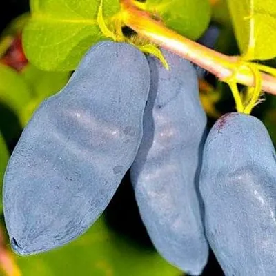 Жимолость съедобная ДЛИННОПЛОДНАЯ  Жимолость съедобная ДЛИННОПЛОДНАЯ в Ульяновске