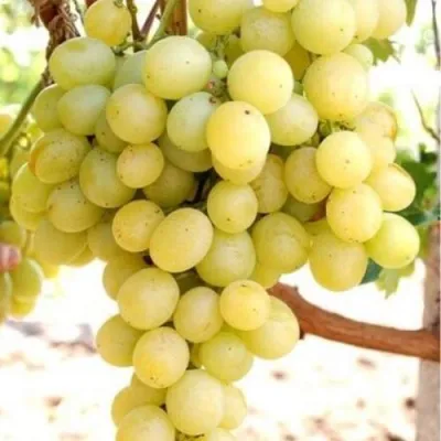Виноград ТАЛИСМАН в Ульяновске