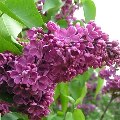 Сирень ДЕНЬ ПОБЕДЫ  Сирень ДЕНЬ ПОБЕДЫ в Ульяновске