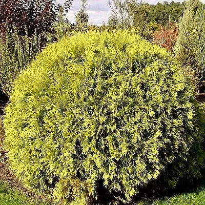 Туя ГЛОБОЗА АУРЕА западная  Туя ГЛОБОЗА АУРЕА западная в Ульяновске