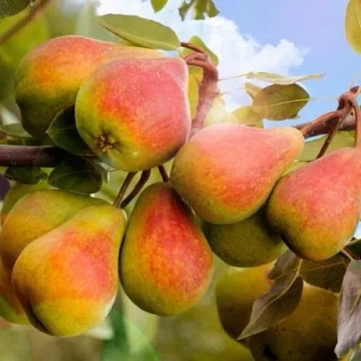 Груша ЗАБАВА  Груша ЗАБАВА в Ульяновске